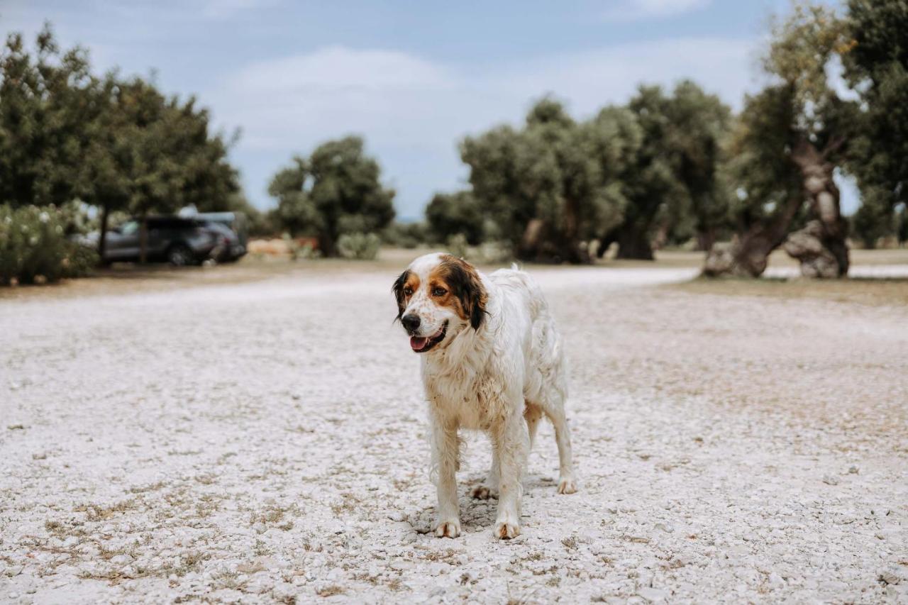Masseria Garrappa Fasano Kültér fotó
